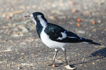 Weiblicher Stelzenmonarch