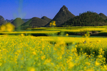 Yellow rapeseed flowers Field with blue sky at Luoping County, China