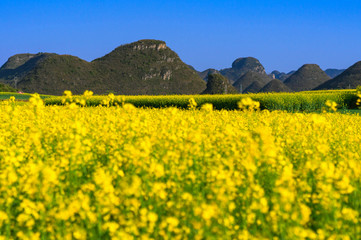 Yellow rapeseed flowers Field with blue sky at Luoping County, China