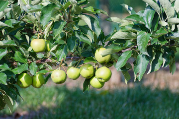 reife Äpfel hängen am Baum