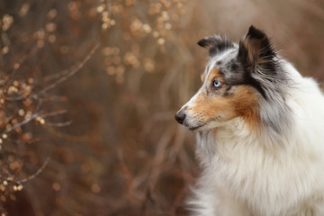 Sheltie