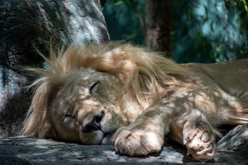 Sleeping male white lion
