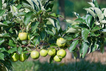reife Äpfel hängen am Baum