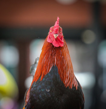 Portrait Of A Rooster In Ybor City