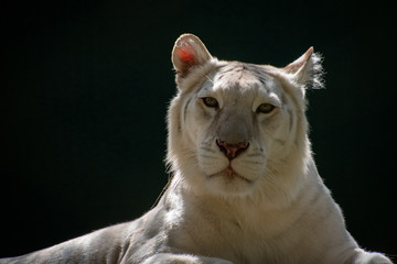 Profile of a white lion laying down