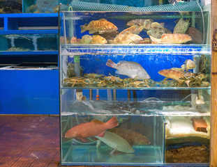 Market Live Fish