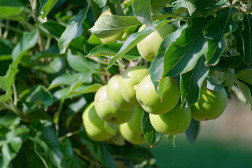 reife Äpfel hängen am Baum