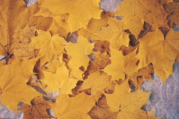 Yellow maple leaves are scattered on crumpled paper. Autumn beautiful background, top view.