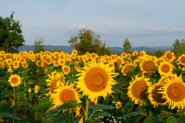 Obraz premium bright sunflowers on a large field on a sunny day