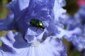 The green beetle is on a iris petal