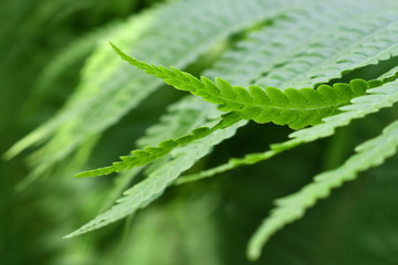 The fern leaves closeup