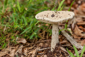 mushroom in forest