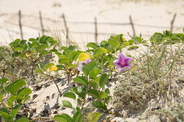 Sand dune flower
