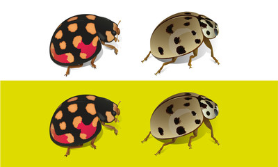 Coccinelles Cheilomenes sulphurea et Olla v-nigrum