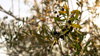 Aceitunas en el atardecer