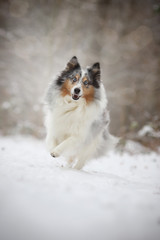 Sheltie Schnee Spaß