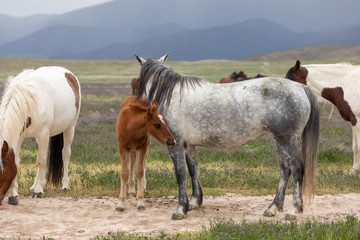 Wild Horse Mare and Foal in Spring in the Utah Desert