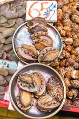 Snails in Trays