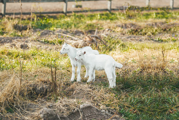 Two cute white kid goat on a farm.