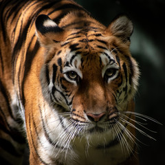 Fototapeta na wymiar portrait of a tiger, standing, staring