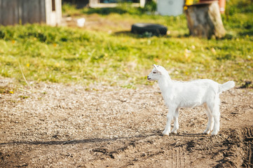 Single baby goat standing alone isolated on a farm