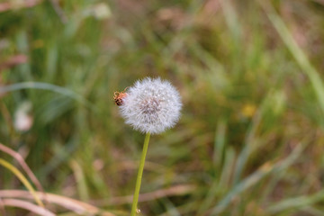 White Dandelion in autumn grass