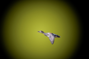 Gadwall Duck ascending on an olive background with black vignette