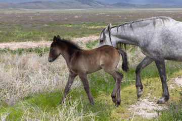 Wild Horse Mare and Foal in Spring in the Utah Desert