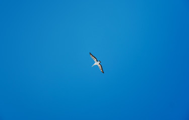 A single white pelican, wings spread, flying in a blue sky, isolated.