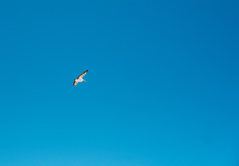 A single white pelican, wings spread, flying in a blue sky, isolated.