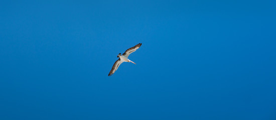 Fototapeta na wymiar A single white pelican, wings spread, flying in a blue sky, isolated.