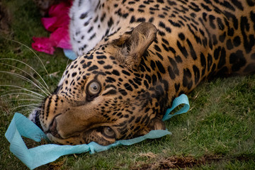 Close up of a leopard face laying on the ground
