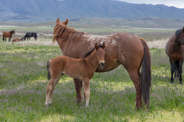 Obraz premium Wild Horse Mare and Foal in Spring in the Utah Desert