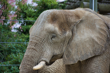 Naklejka na ściany i meble LOXODONTA AFRICANA or the African Elephant is one of the largest land animals. Mammal with ivory tusks. Headshot, profile, portrait, Up close