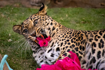 Leopard making a funny face