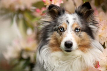 Sheltie Blüten