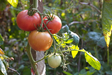 Tomaten