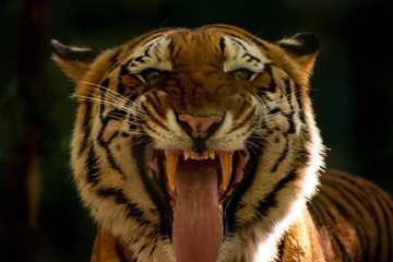 Close up of a tiger face