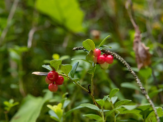 Beeren