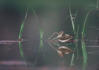 Temminck's stint with reflection in wetland