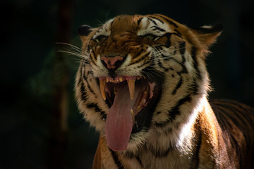 Close up of a tiger face