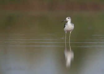 Common green Shank  with reflection in water