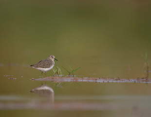 Temminck's stint