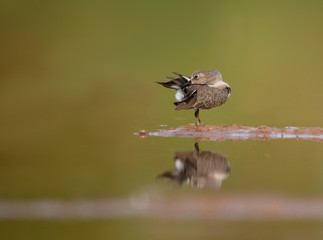 Bird preening with reflection in Water 