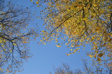 Autumn in Bruges, Belgium. Beautiful autumn colour tree in the park.