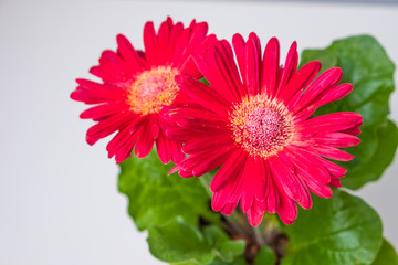 two red gerbera flowers on a white background. card for international women's day