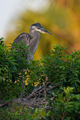 A Great Blue Heron nestling in the morning light.