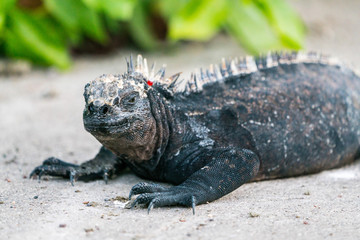 Galapagos Dragon