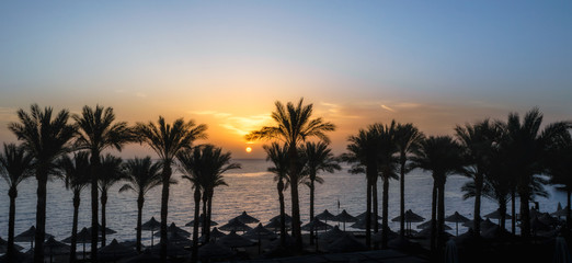 Fototapeta na wymiar landscape dawn palm trees and a beach with umbrellas in Egypt in Sharm El Sheikh