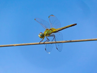 Insecto libélula posada en cable sobre cielo azul.